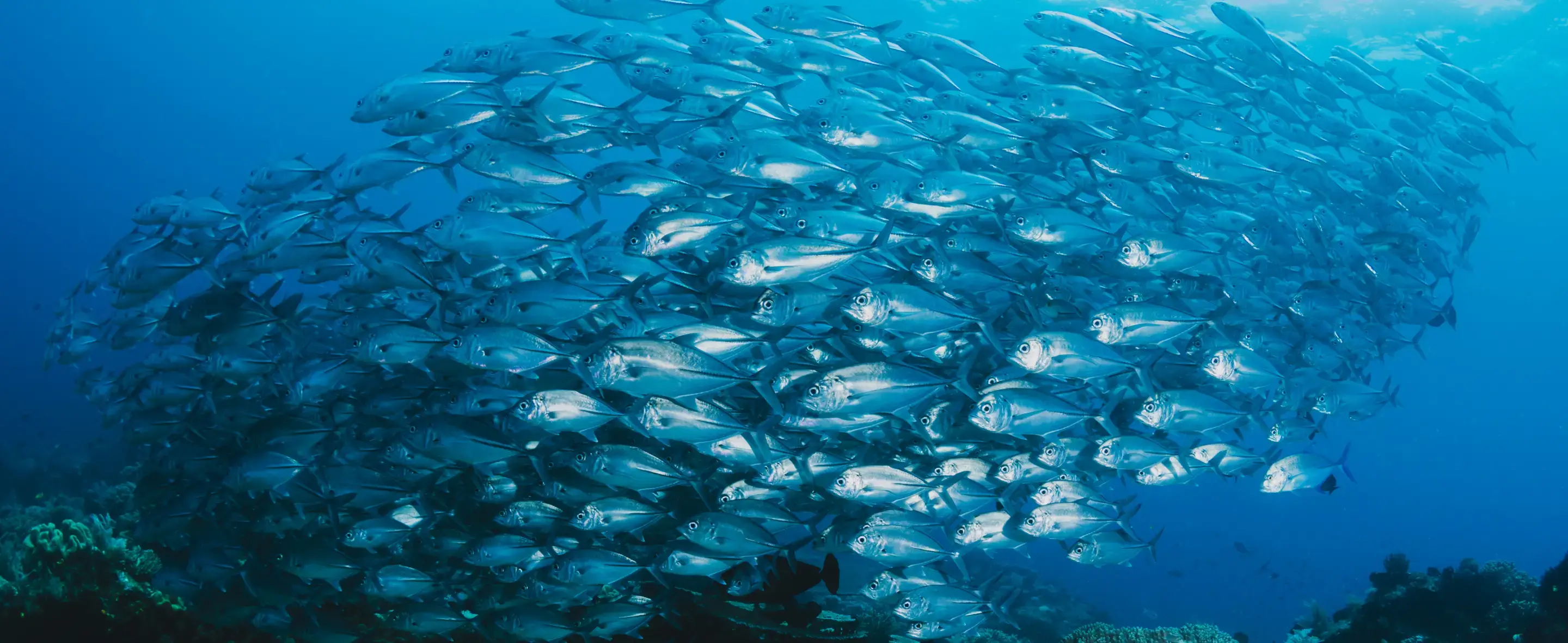 Shoal of fish