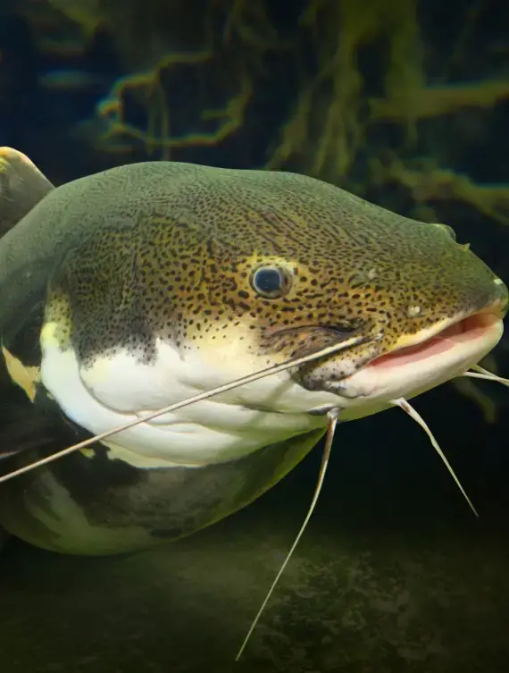 fish