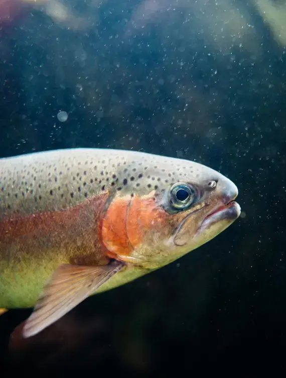 fish