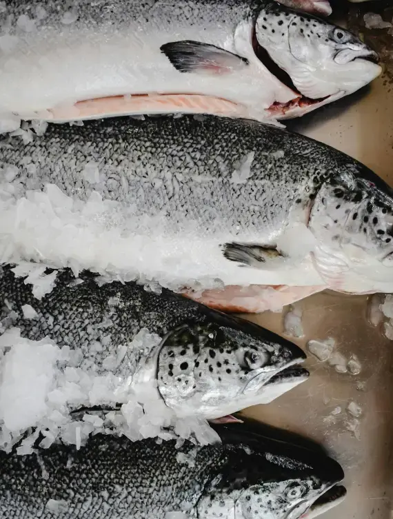 fish