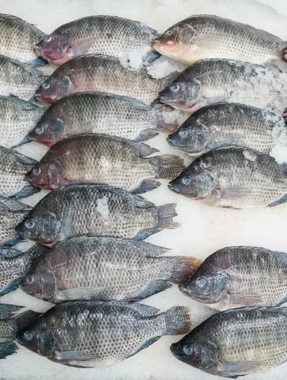fish